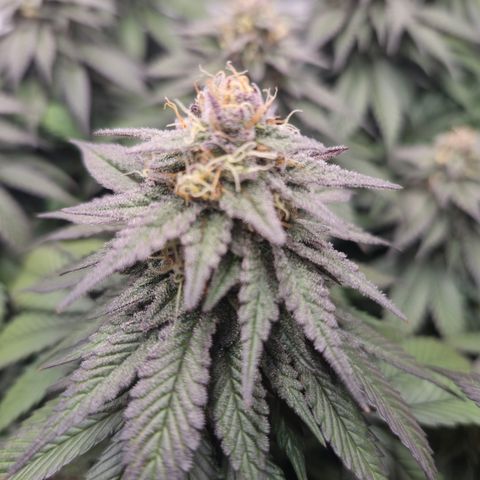Skunk#1 growlog photo: BT48 BW7