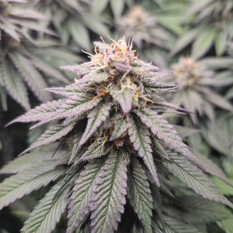 Skunk#1 growlog photo: BT48 BW7
