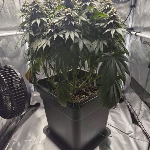 Skunk#1 growlog photo: BT48 BW7