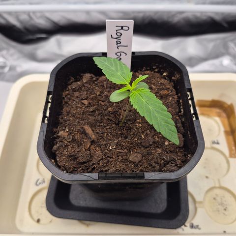 Royal Gorilla 2. growlog timeline photo