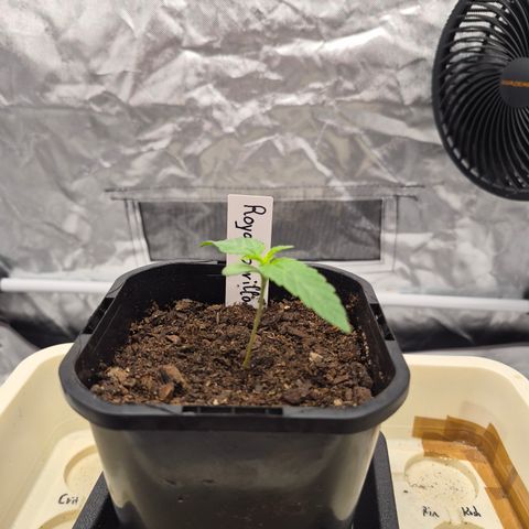Royal Gorilla 2. growlog timeline photo