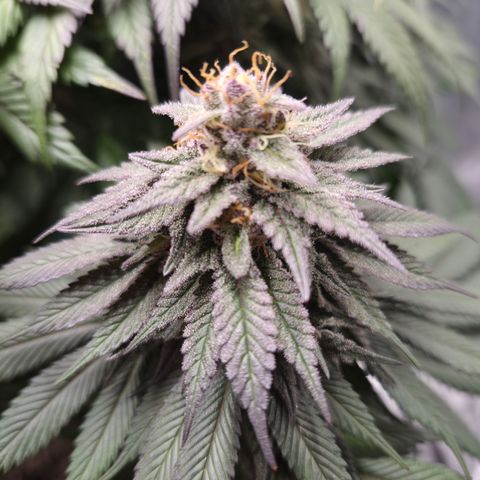Skunk#1 growlog photo: BT53 BW8