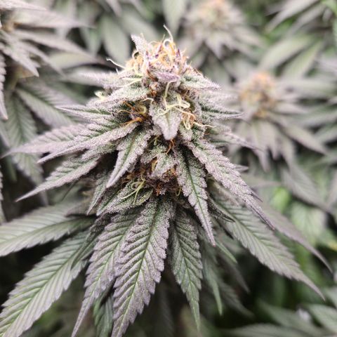 Skunk#1 growlog photo: BT53 BW8