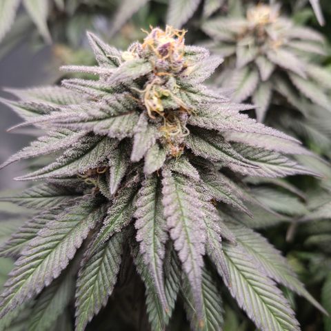 Skunk#1 growlog photo: BT53 BW8