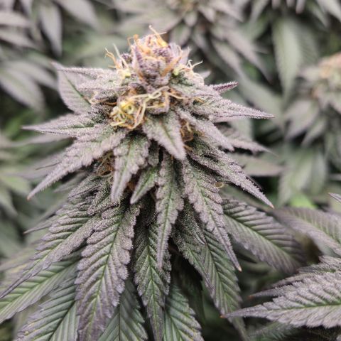 Skunk#1 growlog photo: BT53 BW8