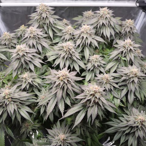Skunk#1 growlog photo: BT53 BW8