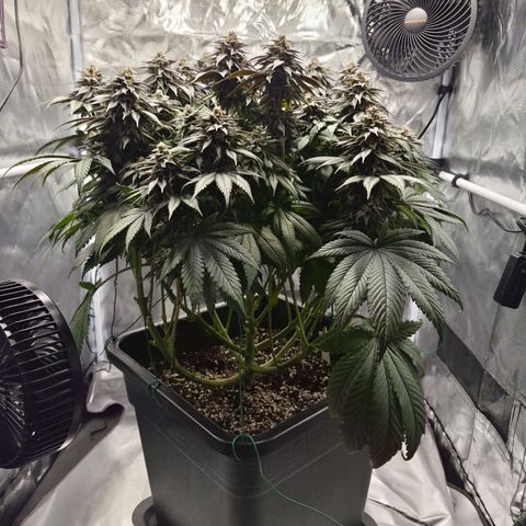 Skunk#1 growlog photo: BT53 BW8