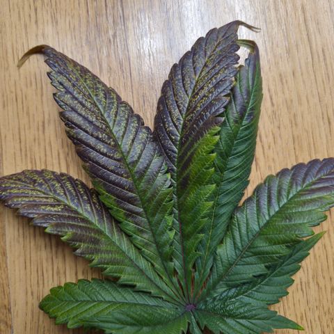 Skunk#1 growlog photo: Gelbe Flecken auf 4 Blätter entdeckt. Diese Blätter entfernt. Zusätzlich grössere Fächerblätter aus Zentrum weggenommen.