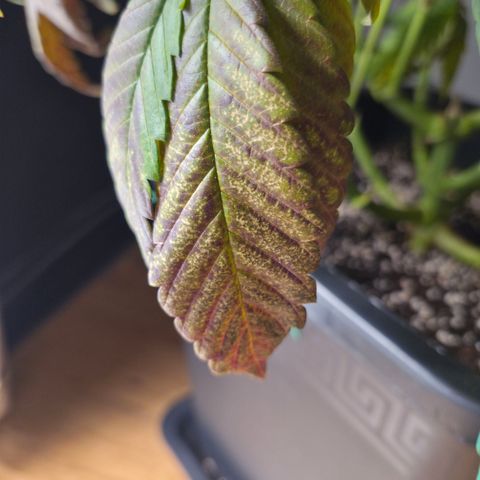 Skunk#1 growlog photo: Gelbe Flecken auf 4 Blätter entdeckt. Diese Blätter entfernt. Zusätzlich grössere Fächerblätter aus Zentrum weggenommen.