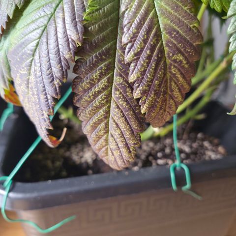 Skunk#1 growlog photo: Gelbe Flecken auf 4 Blätter entdeckt. Diese Blätter entfernt. Zusätzlich grössere Fächerblätter aus Zentrum weggenommen.