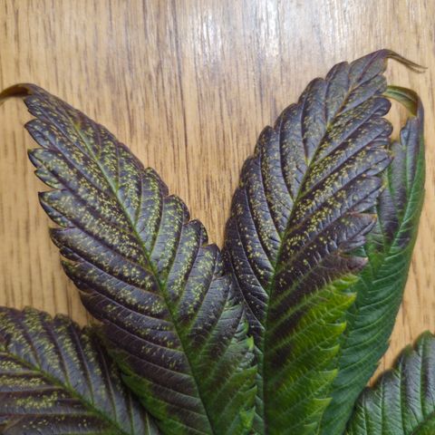 Skunk#1 growlog photo: Gelbe Flecken auf 4 Blätter entdeckt. Diese Blätter entfernt. Zusätzlich grössere Fächerblätter aus Zentrum weggenommen.