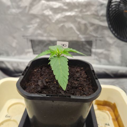 Royal Gorilla 2. growlog timeline photo
