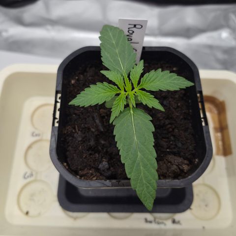 Royal Gorilla 2. growlog timeline photo