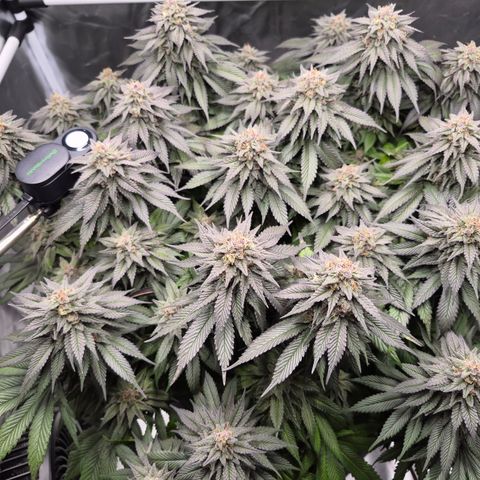 Skunk#1 growlog photo: BT57 BW9