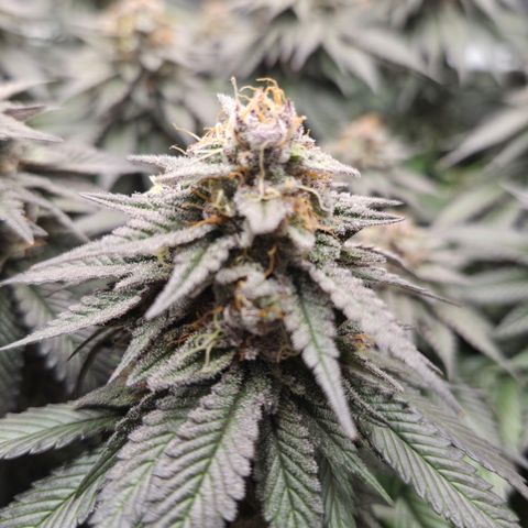 Skunk#1 growlog photo: BT57 BW9