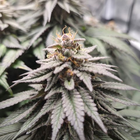 Skunk#1 growlog photo: BT57 BW9