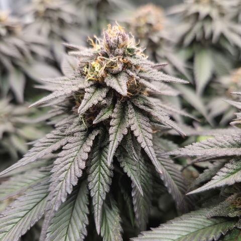 Skunk#1 growlog photo: BT57 BW9