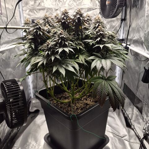 Skunk#1 growlog photo: BT57 BW9