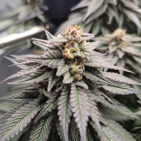 Skunk#1 growlog photo: BT57 BW9