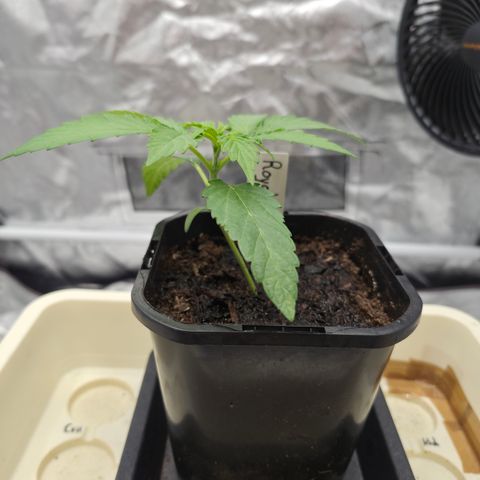 Royal Gorilla 2. growlog photo: VT4 VW1