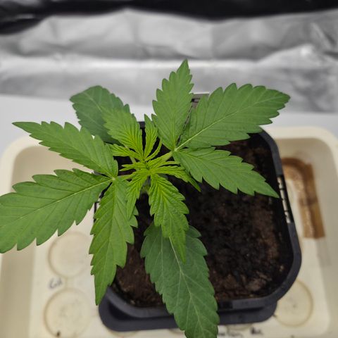 Royal Gorilla 2. growlog photo: VT4 VW1