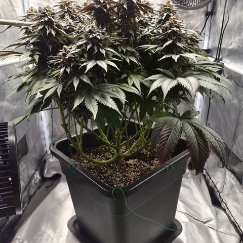 Skunk#1 growlog photo: BT61 BW9