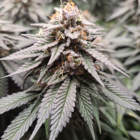 Skunk#1 growlog photo: BT61 BW9