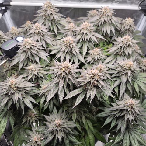 Skunk#1 growlog photo: BT61 BW9