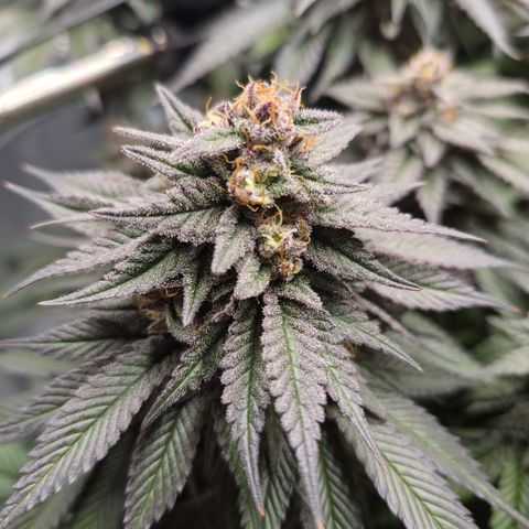 Skunk#1 growlog photo: BT61 BW9