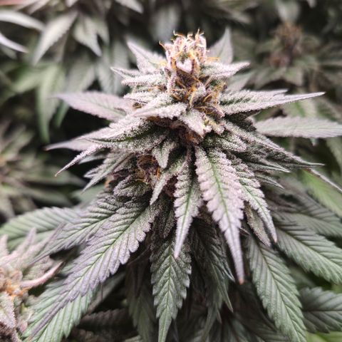 Skunk#1 growlog photo: BT61 BW9