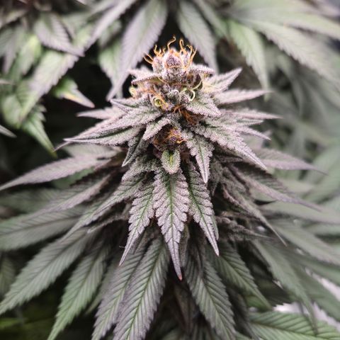 Skunk#1 growlog photo: BT61 BW9