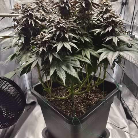 Skunk#1 growlog photo: BT65 BW10