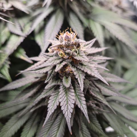 Skunk#1 growlog photo: BT65 BW10