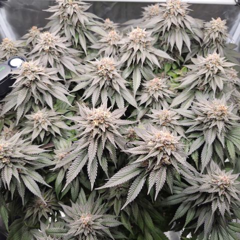Skunk#1 growlog photo: BT65 BW10