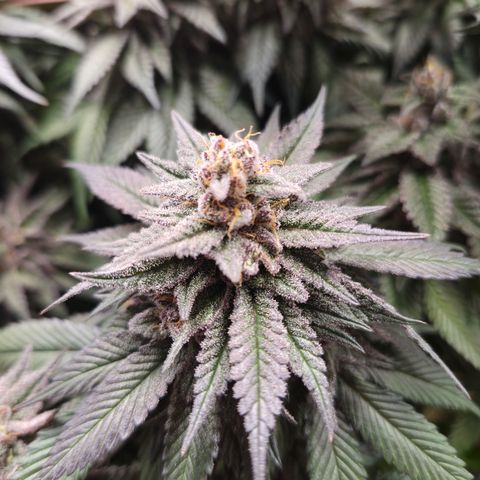 Skunk#1 growlog photo: BT65 BW10
