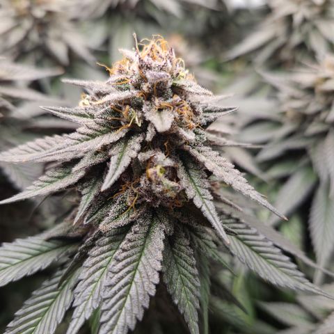 Skunk#1 growlog photo: BT65 BW10
