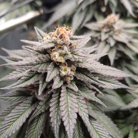 Skunk#1 growlog photo: BT65 BW10