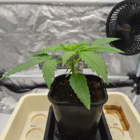 Royal Gorilla 2. growlog photo: VT8 VW2