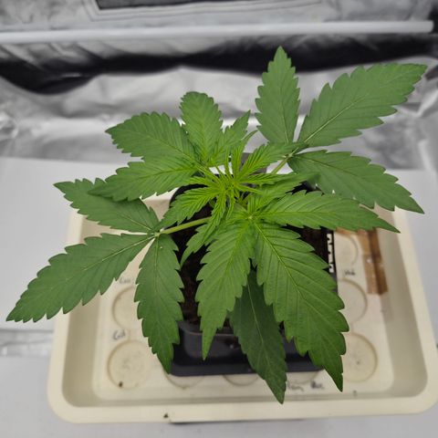 Royal Gorilla 2. growlog photo: VT8 VW2