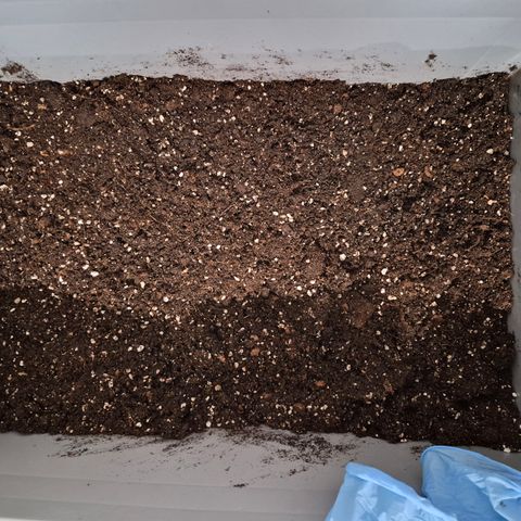 Royal Gorilla 2. growlog photo: Selbst angemischte Erde. 