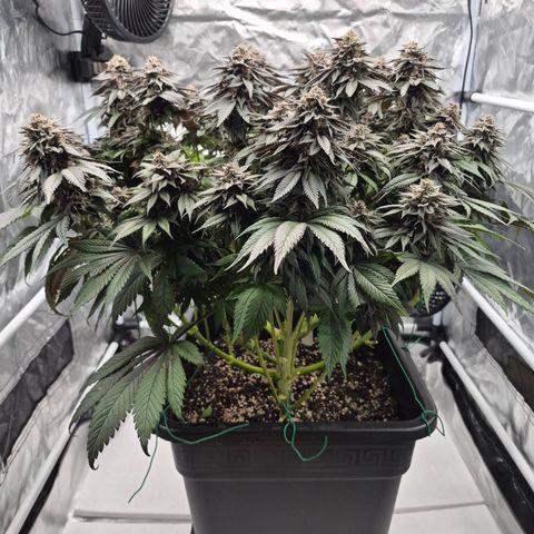 Skunk#1 growlog photo: BT68 BW10