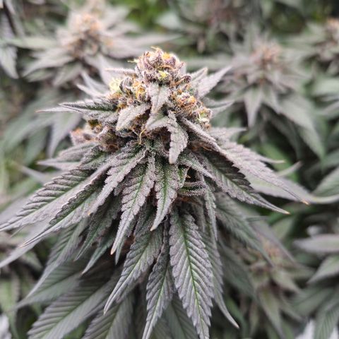 Skunk#1 growlog photo: BT68 BW10