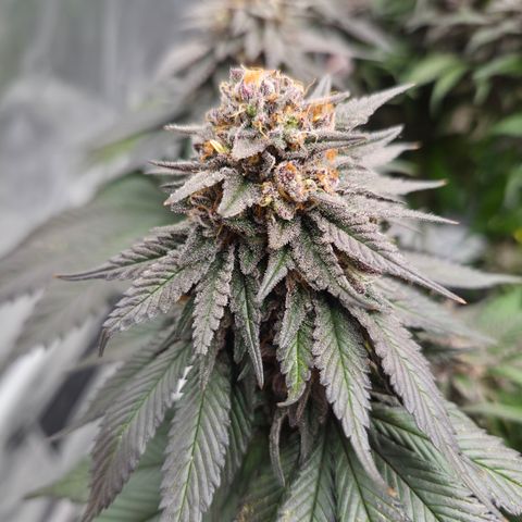 Skunk#1 growlog photo: BT68 BW10