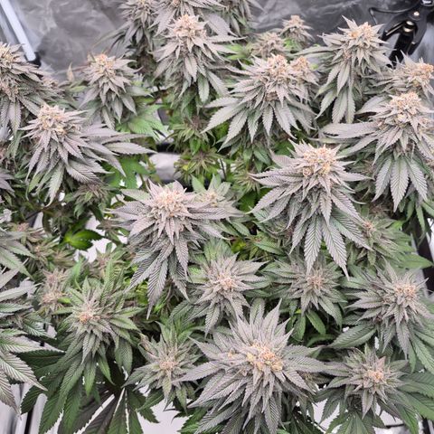 Skunk#1 growlog photo: BT68 BW10