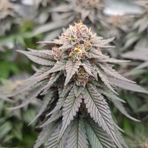 Skunk#1 growlog photo: BT68 BW10