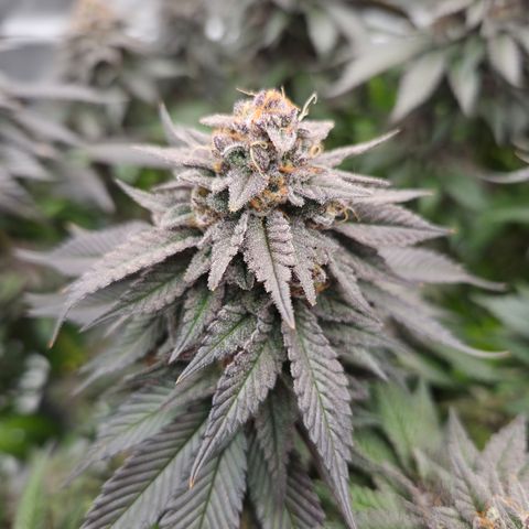 Skunk#1 growlog photo: BT68 BW10