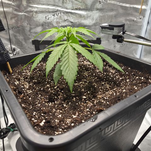 Royal Gorilla 2. growlog photo: VT11 VW2