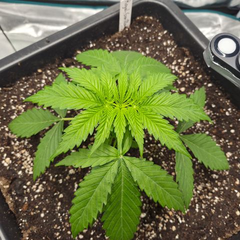 Royal Gorilla 2. growlog photo: VT11 VW2