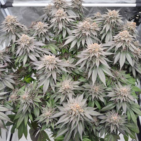 Skunk#1 growlog photo: BT73 BW11