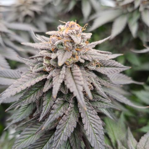 Skunk#1 growlog photo: BT73 BW11